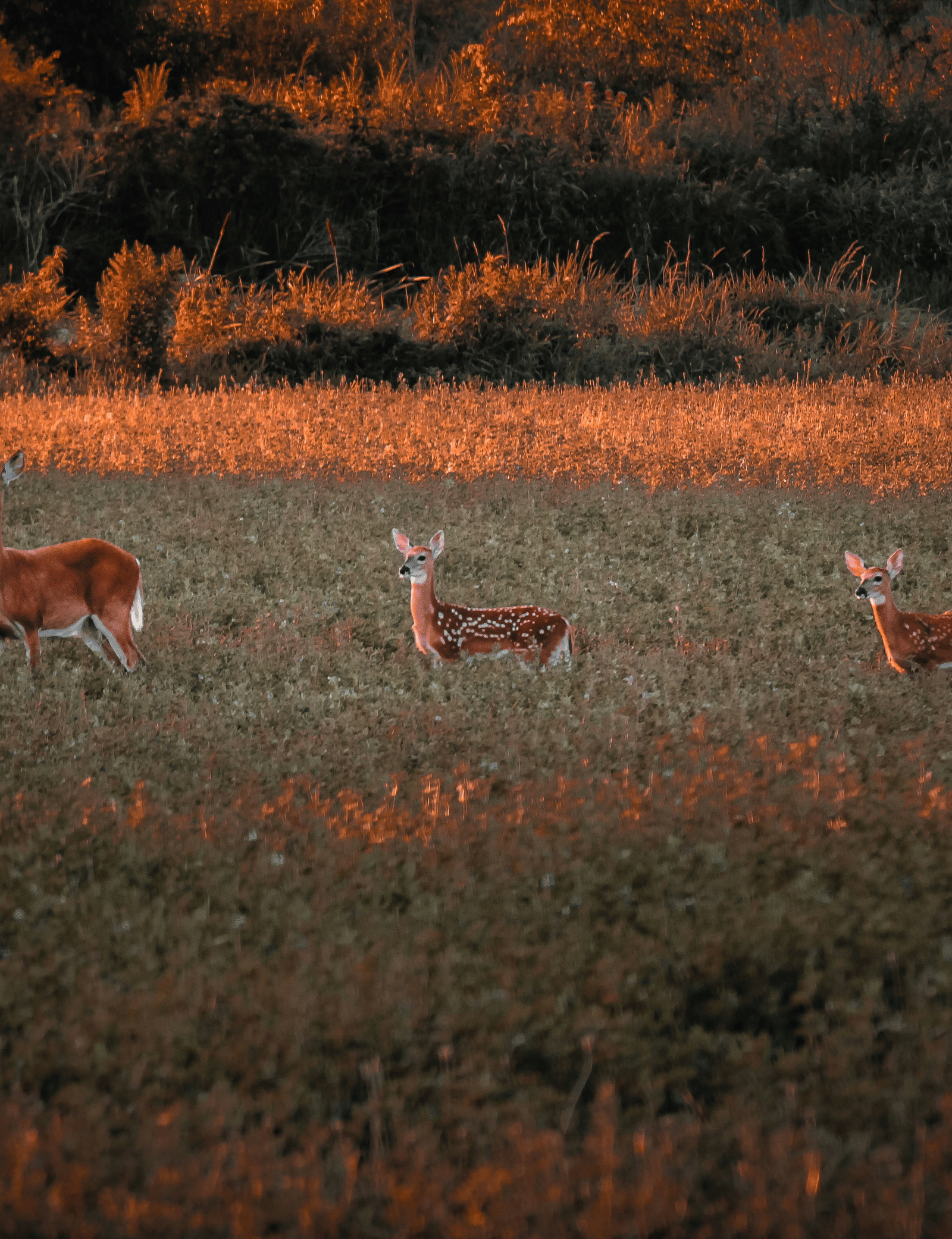 liz-weddon-Uncdy8uz1lI-unsplash